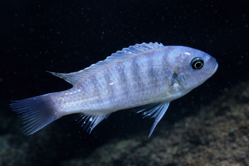 Maylandia estherae 'Narungu'